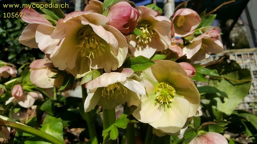 Helleborus x hybridus - 