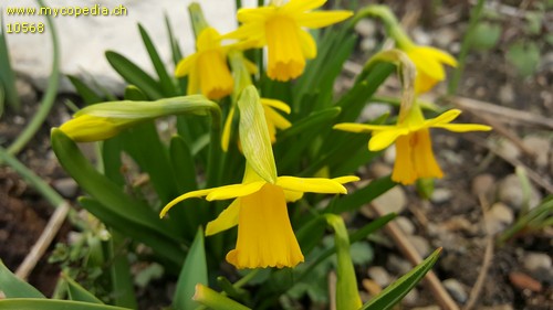 Narcissus cyclamineus (Tête à Tête) - 