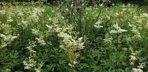 Filipendula ulmaria - 