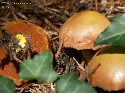 Chalciporus piperatus - 