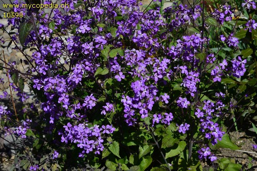 Hesperis matronalis - 