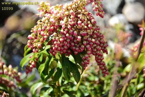 Enkianthus - 