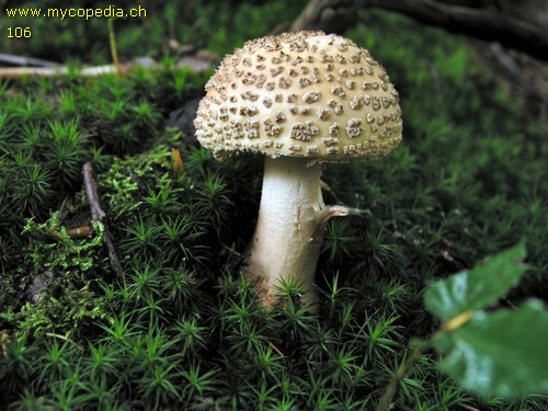 Amanita rubescens - 