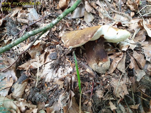 Gyroporus castaneus - 