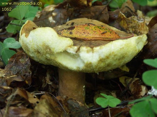 Gyroporus castaneus - 