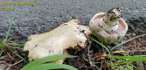 Agaricus bitorquis - 