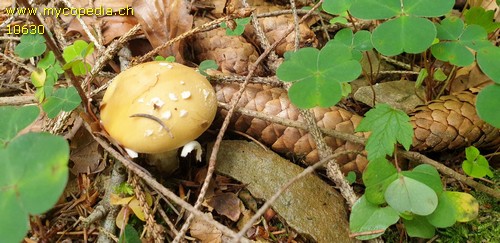 Amanita gemmata - 