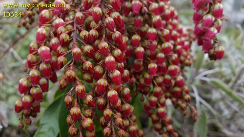 Enkianthus - 