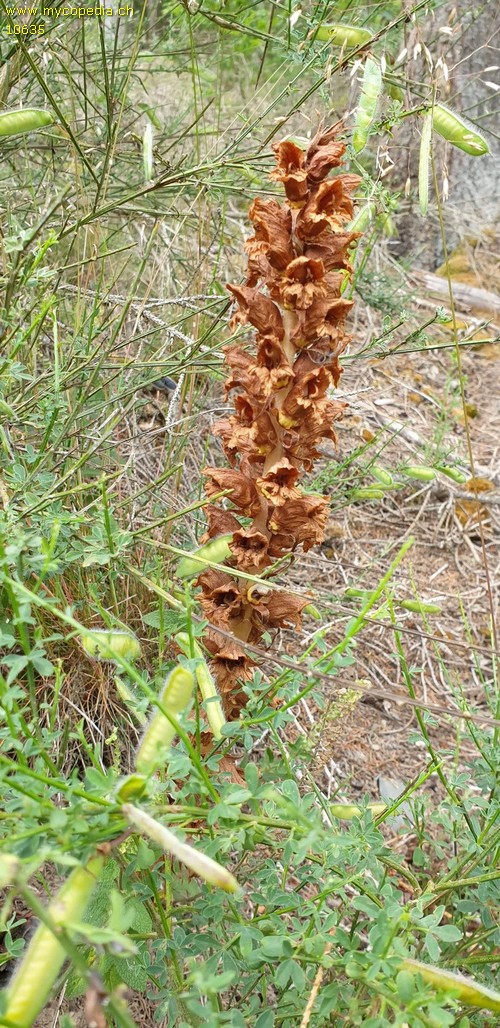 Orobanche rapum genistae - 