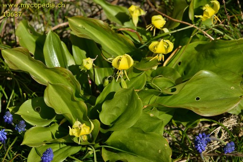 Tulipa sylvestris spp silvestris - 