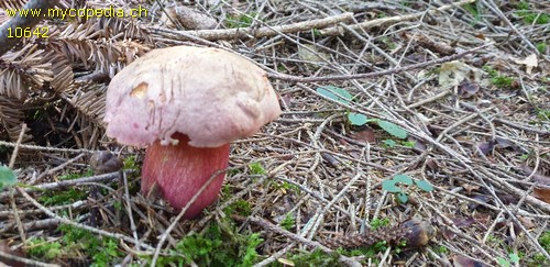 Rubroboletus rubrosanguineus - 