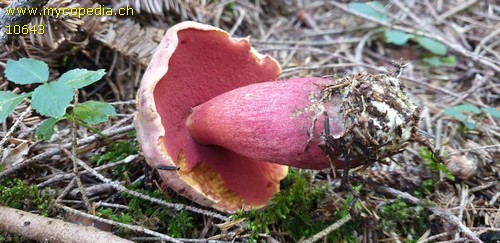 Rubroboletus rubrosanguineus - 