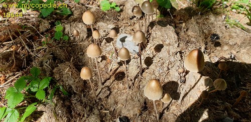 Panaeolus papilionaceus - 