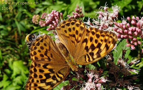 Argynnis paphia - 