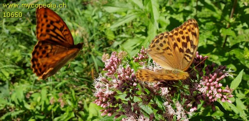 Argynnis paphia - 