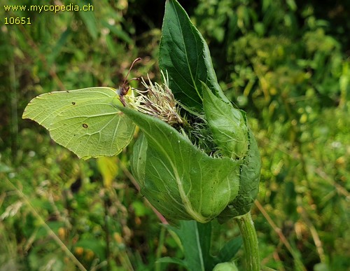 Gonepteryx rhamni - 