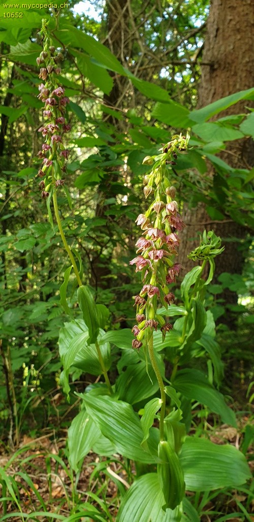 Epipactis atrorubens - 