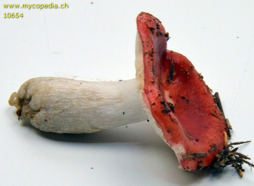 Russula hydrophila - 