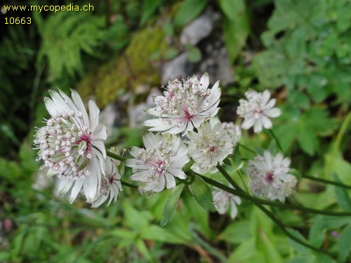 Astrantia major L - 