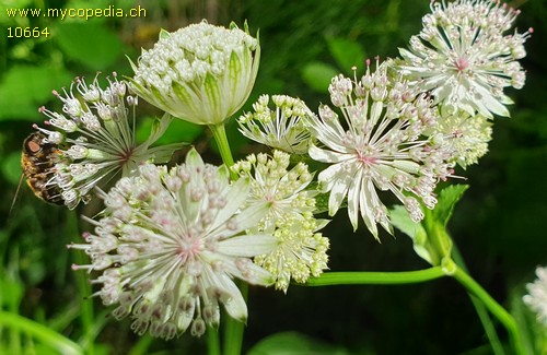 Astrantia major L - 