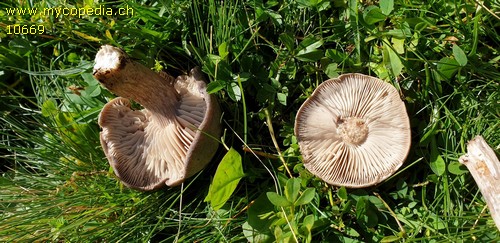 Pseudotricholoma metapodium - 