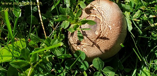 Pseudotricholoma metapodium - 