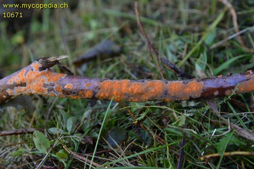 Peniophora aurantiaca - 