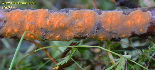 Peniophora aurantiaca - 