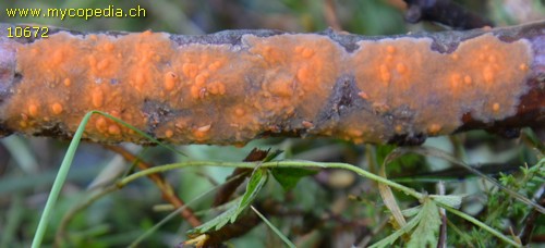 Peniophora aurantiaca - 