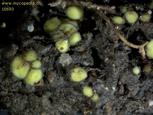 Podophacidium xanthomelum - 