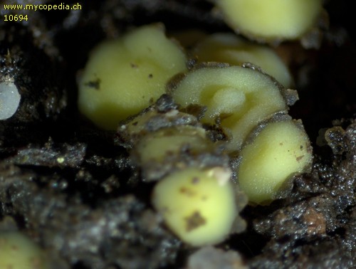 Podophacidium xanthomelum - 