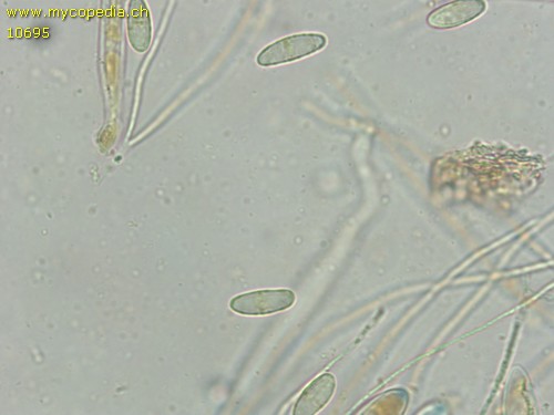 Podophacidium xanthomelum - 