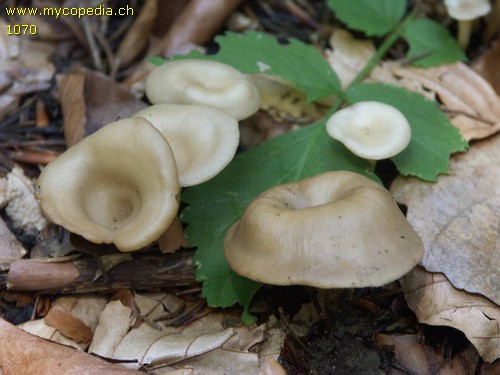 Clitocybe subspadicea - 