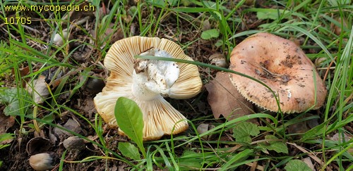 Russula cremeoavellanea - 