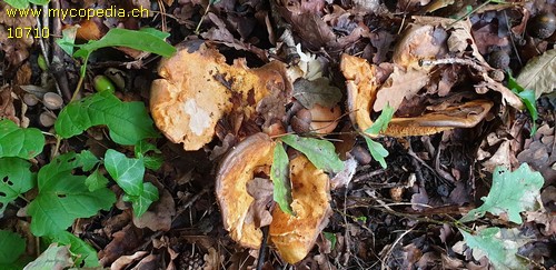 Lactarius evosmus - 