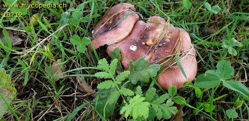 Russula atropurpurea - 