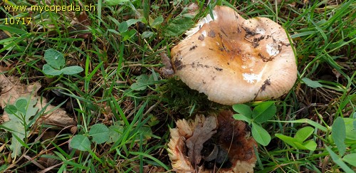 Russula cremeoavellanea - 