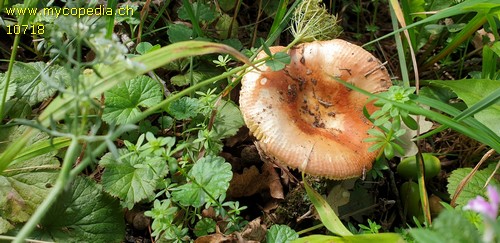 Russula cremeoavellanea - 