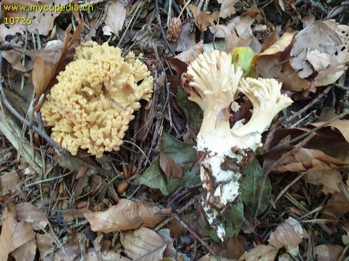 Ramaria flava - 