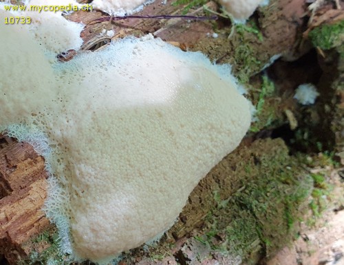 Dictydiaethalium plumbeum - 