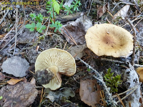 Inocybe dulcamara - 