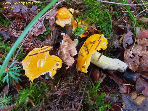 Russula aurea - 