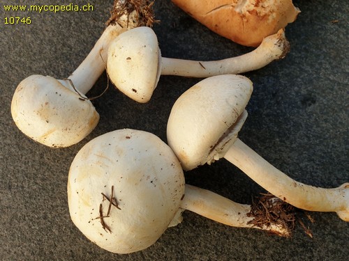 Agaricus essettei - 