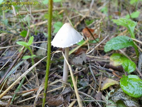 Coprinopsis marcescibilis - 