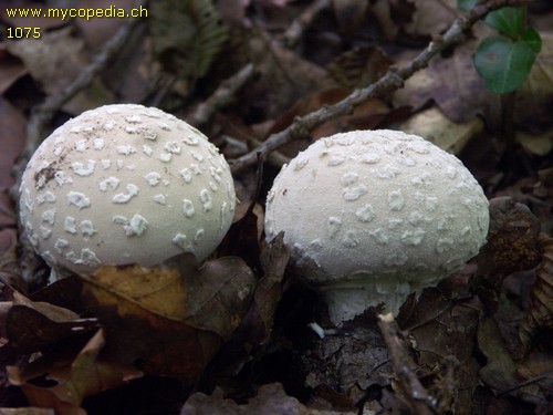 Lycoperdon mammiforme - 