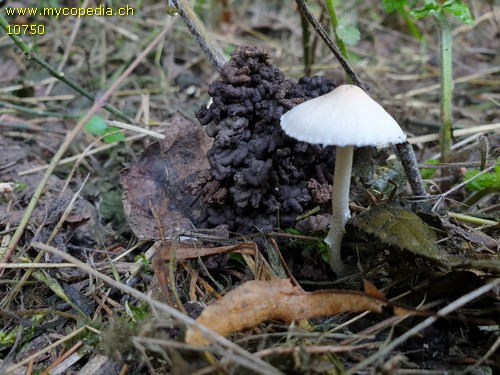 Coprinopsis marcescibilis - 