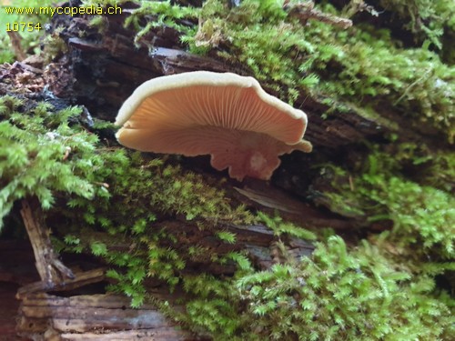 Tapinella panuoides - 