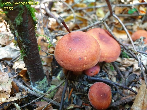 Lactarius fulvissimus - 