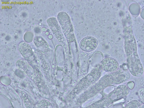 Hymenopellis radicata - 