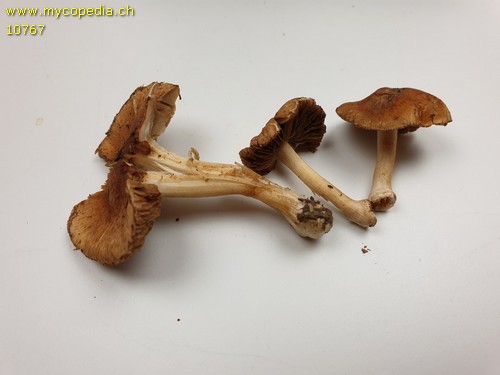 Inocybe pelargonium - 